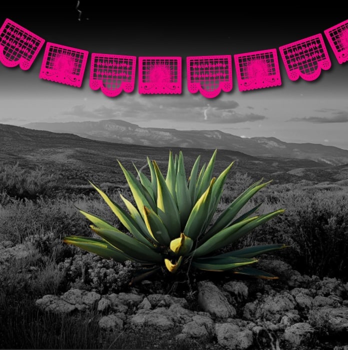 Imagen de Agave